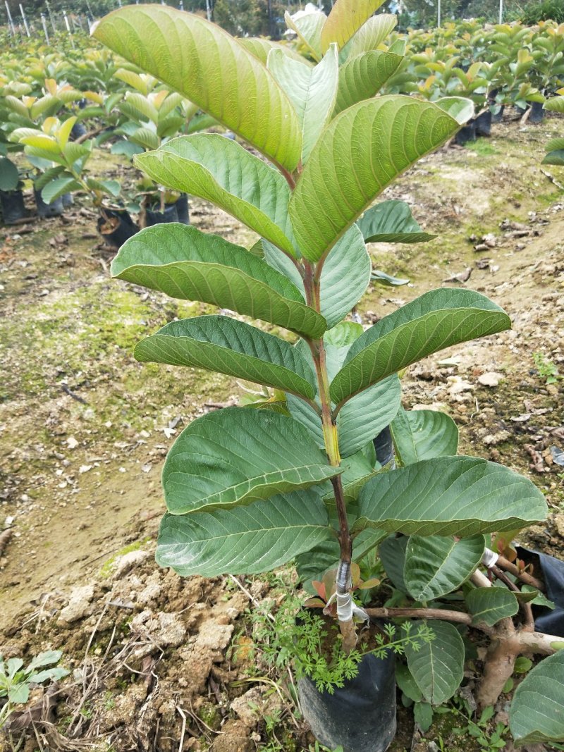 红宝石番石榴芭乐批发价