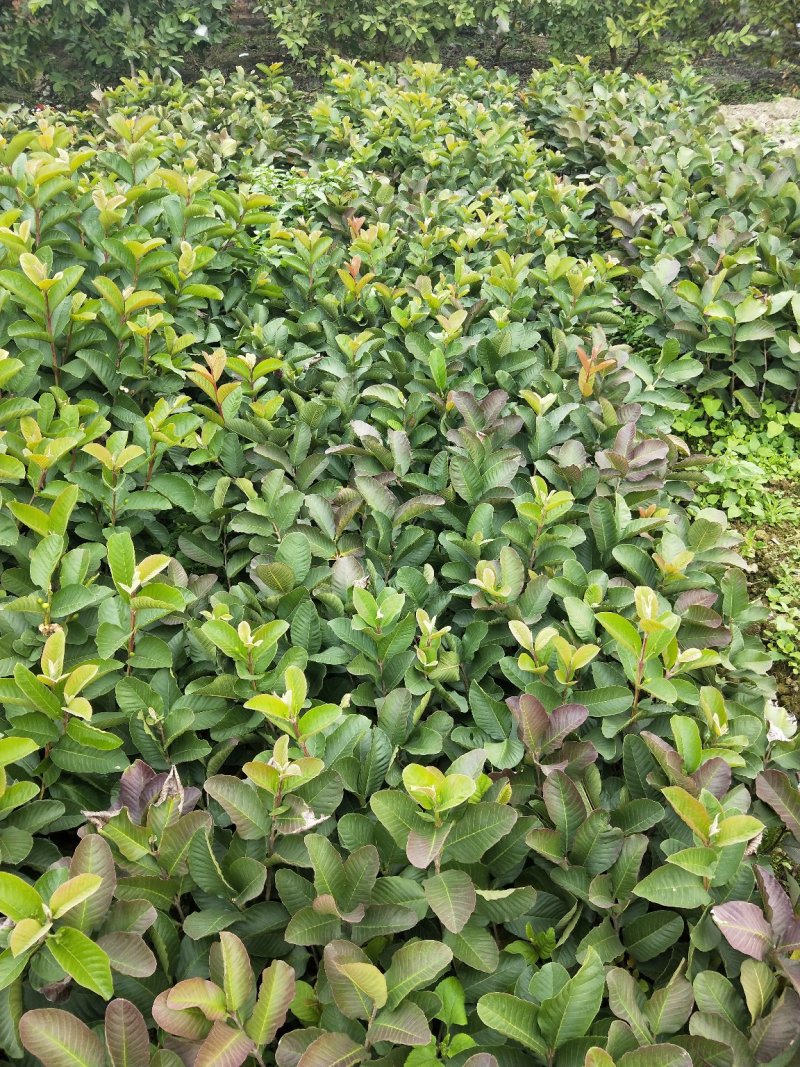 红宝石番石榴芭乐批发价