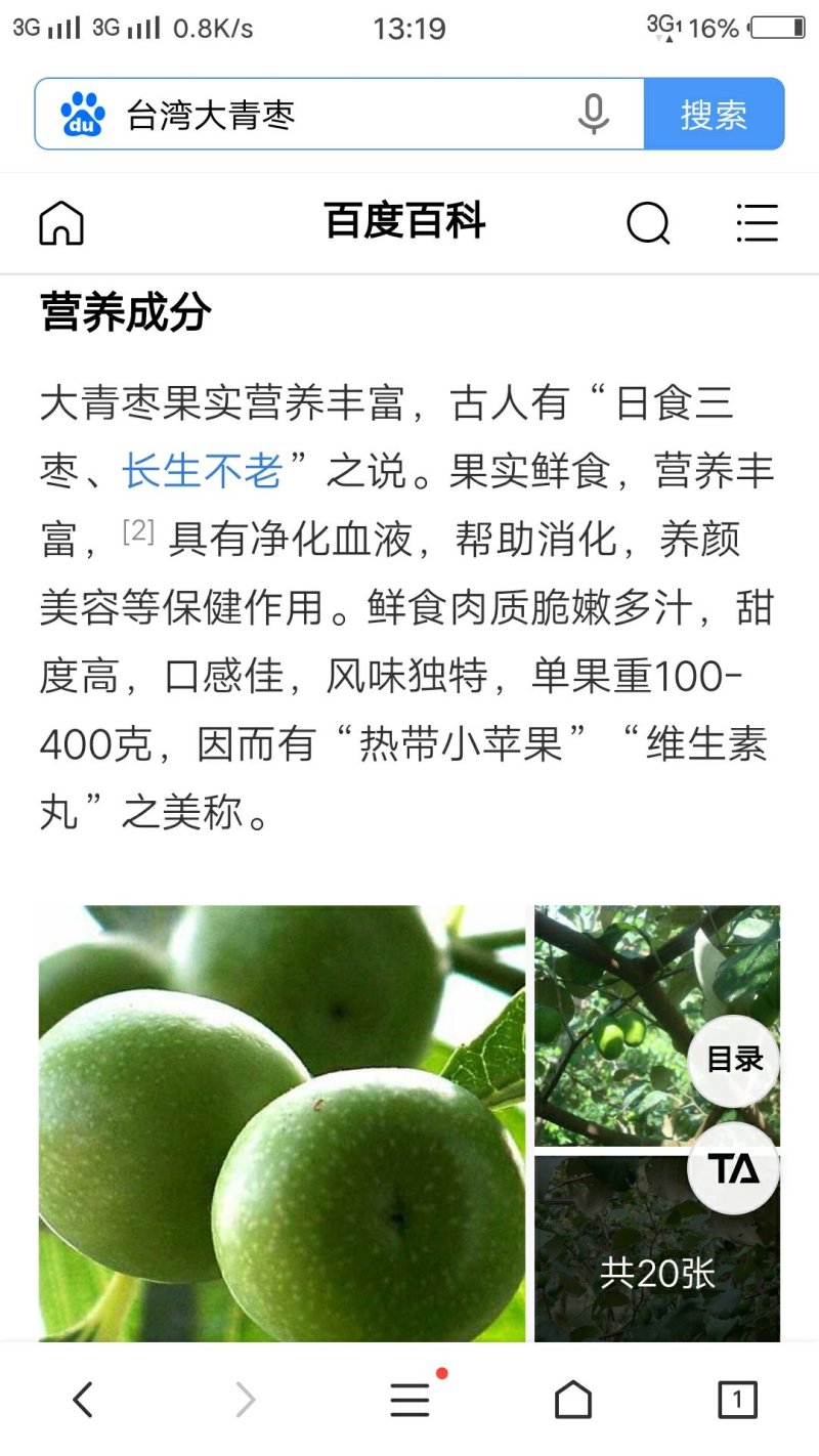台湾大青枣