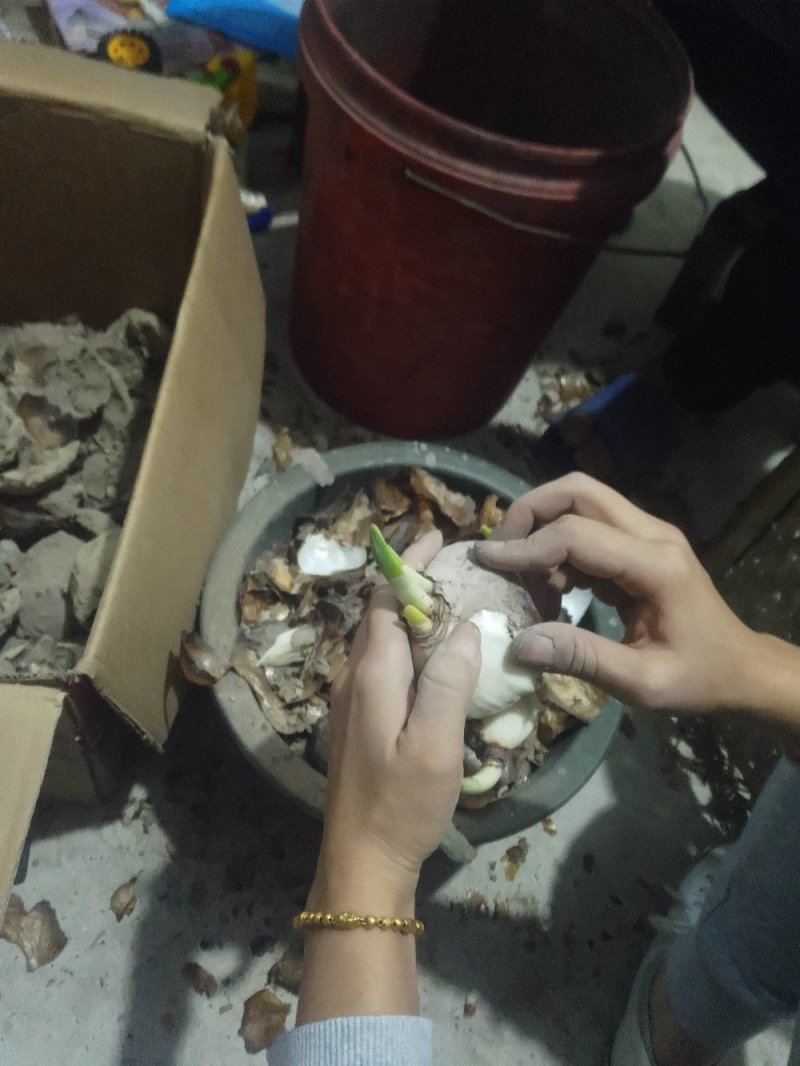 破头水仙花