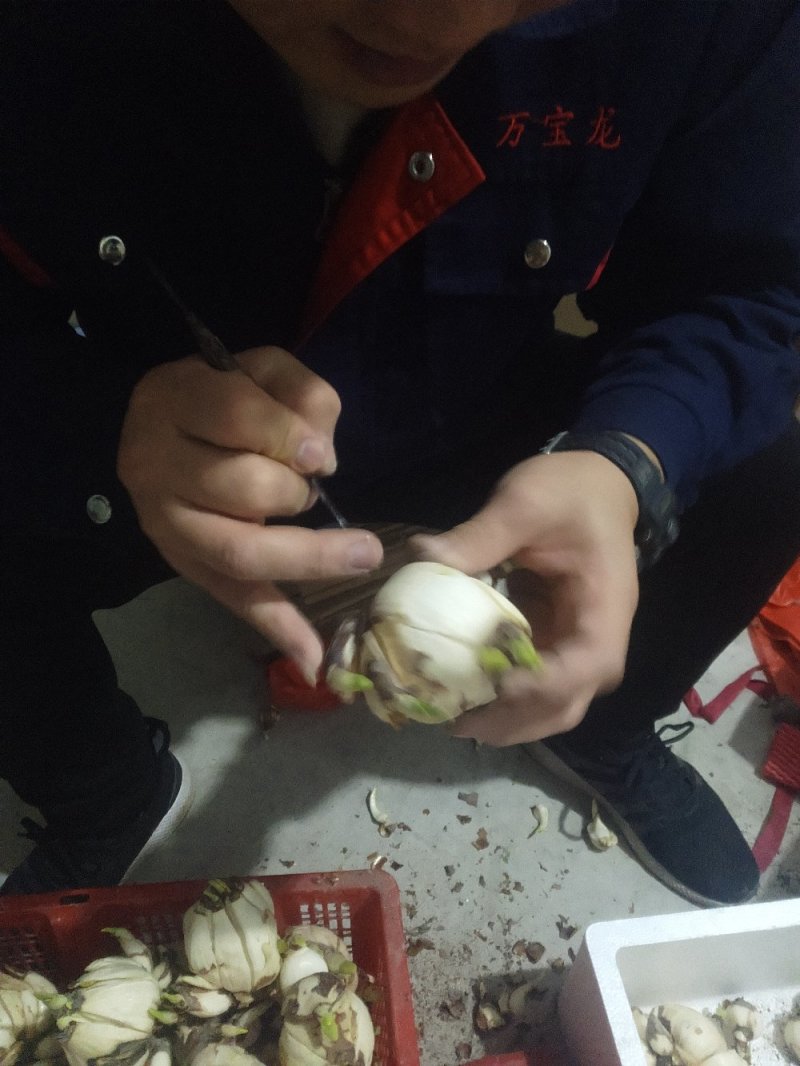 破头水仙花