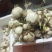 破头水仙花