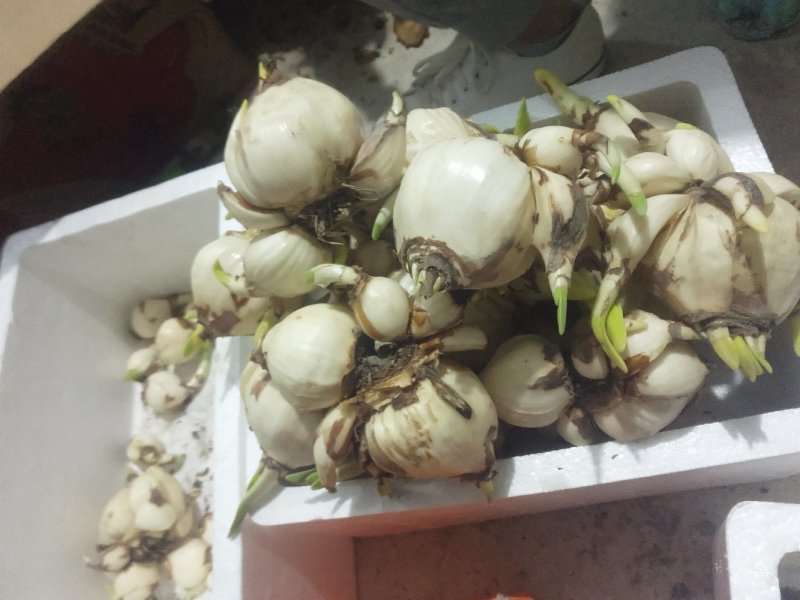 破头水仙花