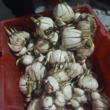 破头水仙花