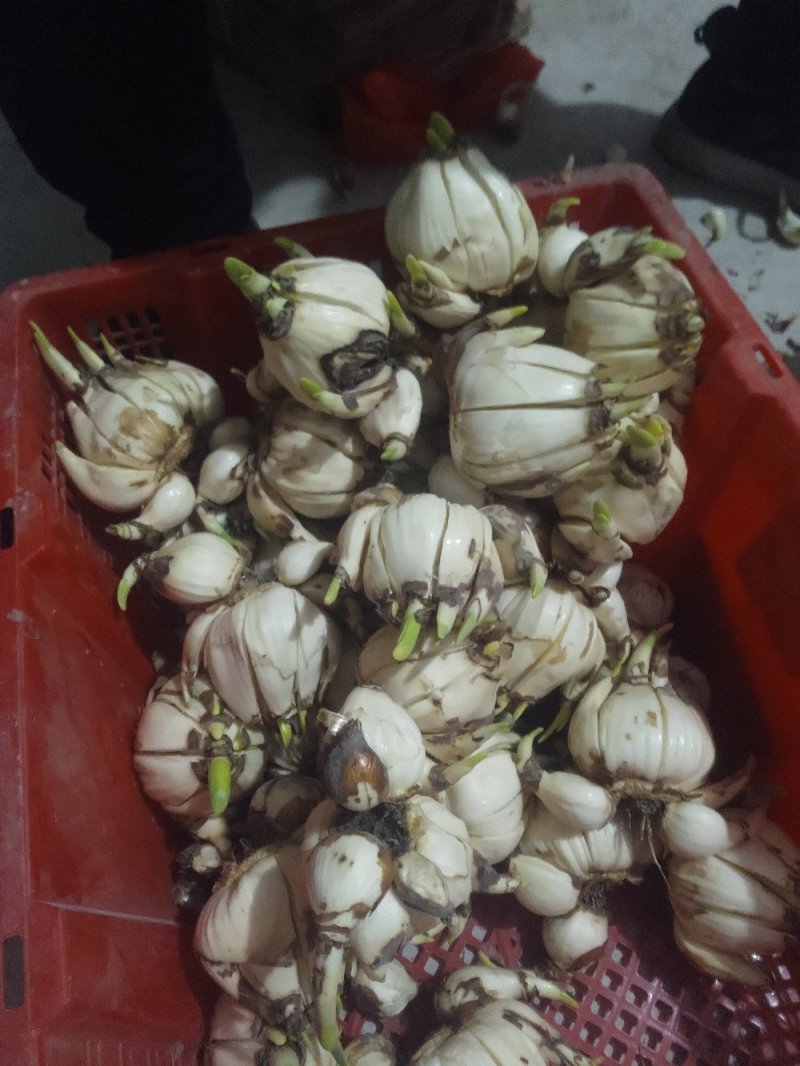 破头水仙花