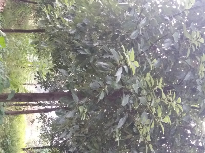 绿化苗木