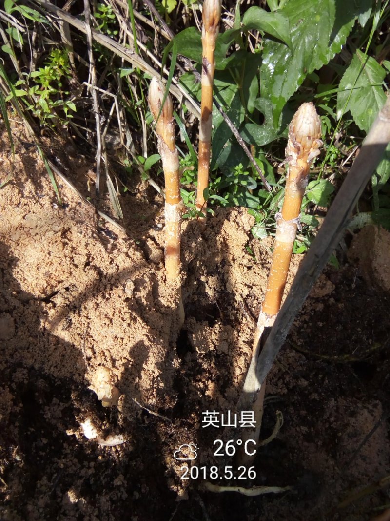 天麻片，统货天麻个