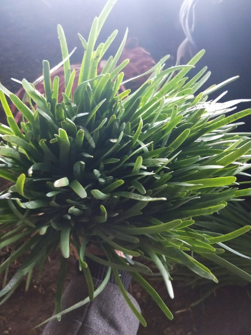 今日头刀韭菜价格美丽诚信代办