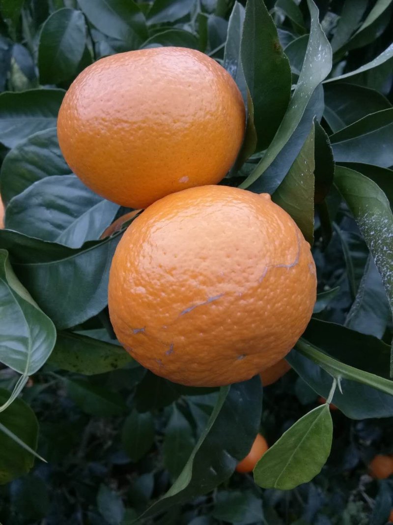 沃柑