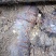 天麻片，统货天麻个