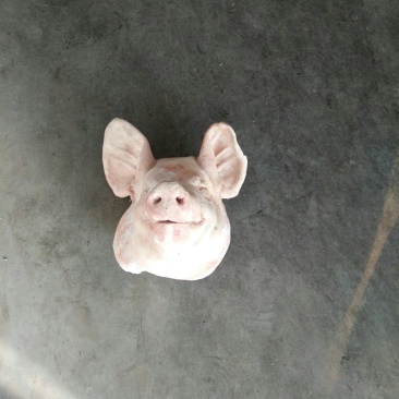 肥猪头母猪头