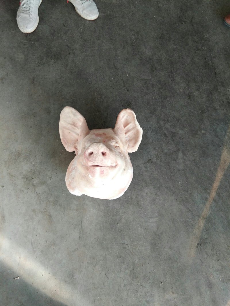 肥猪头母猪头