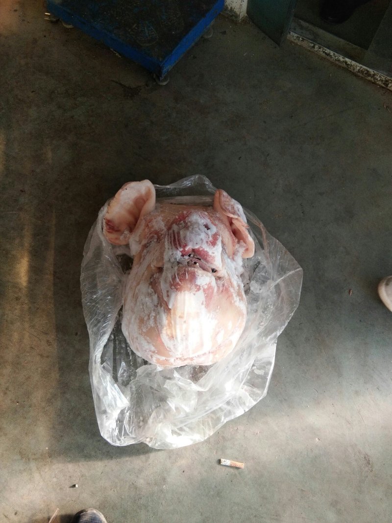 肥猪头母猪头