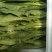 【推荐】河北永年精品油麦产地直销需要的联系
