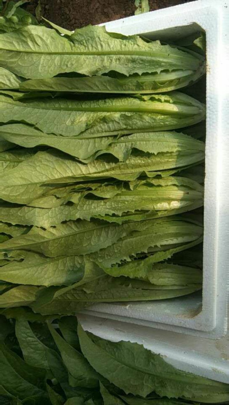 【推荐】河北永年精品油麦产地直销需要的联系
