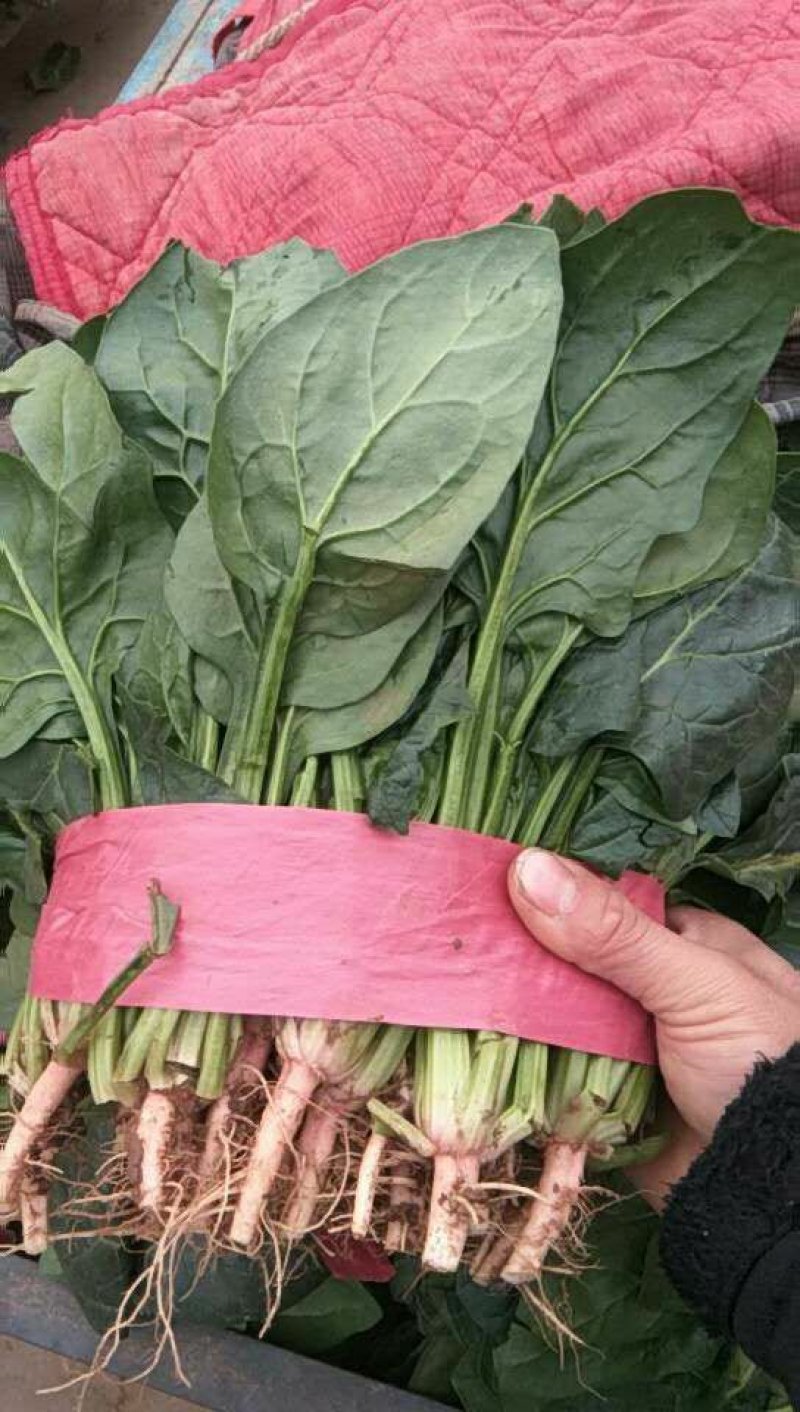 【菠菜】河北精品菠菜产地直销质量保证专业打包，装车，