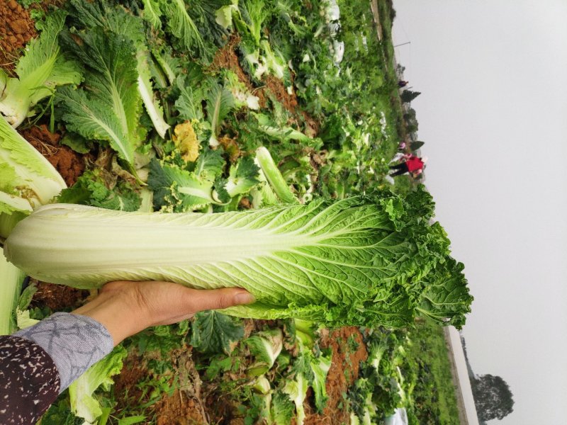 广西横县长白菜火筒菜白菜卷筒菜火简青大量上市