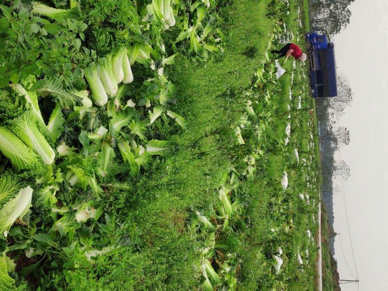 广西横县长白菜火筒菜白菜卷筒菜火简青大量上市