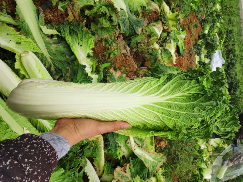 广西横县长白菜火筒菜白菜卷筒菜火简青大量上市