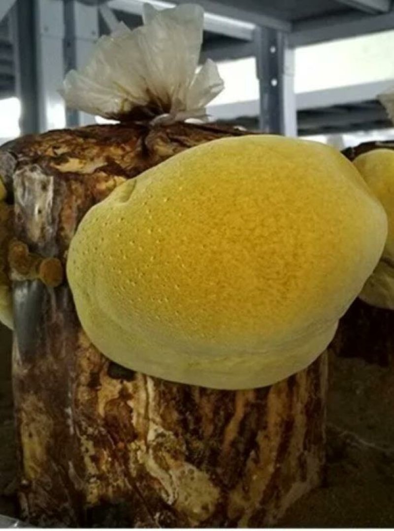 桑黄菌包，出黄率高，产量高，种植技术免费教