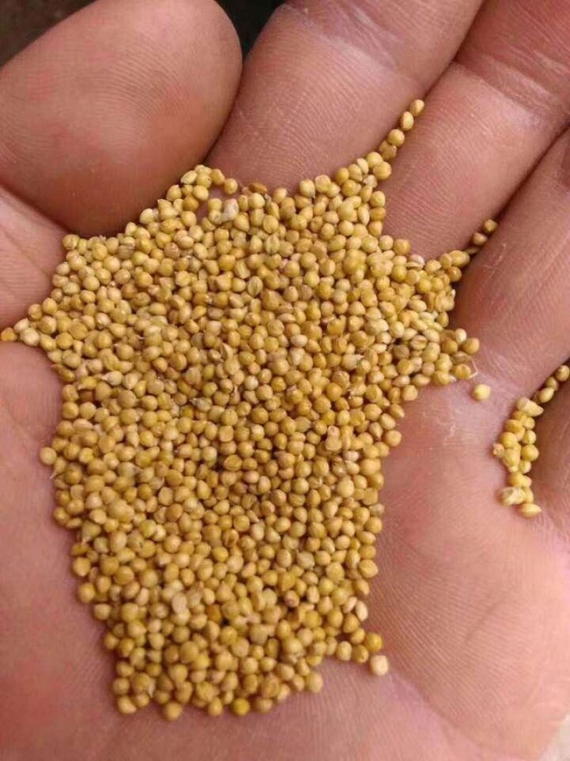 谷子过风过筛净粮，质量等几分明以至润价