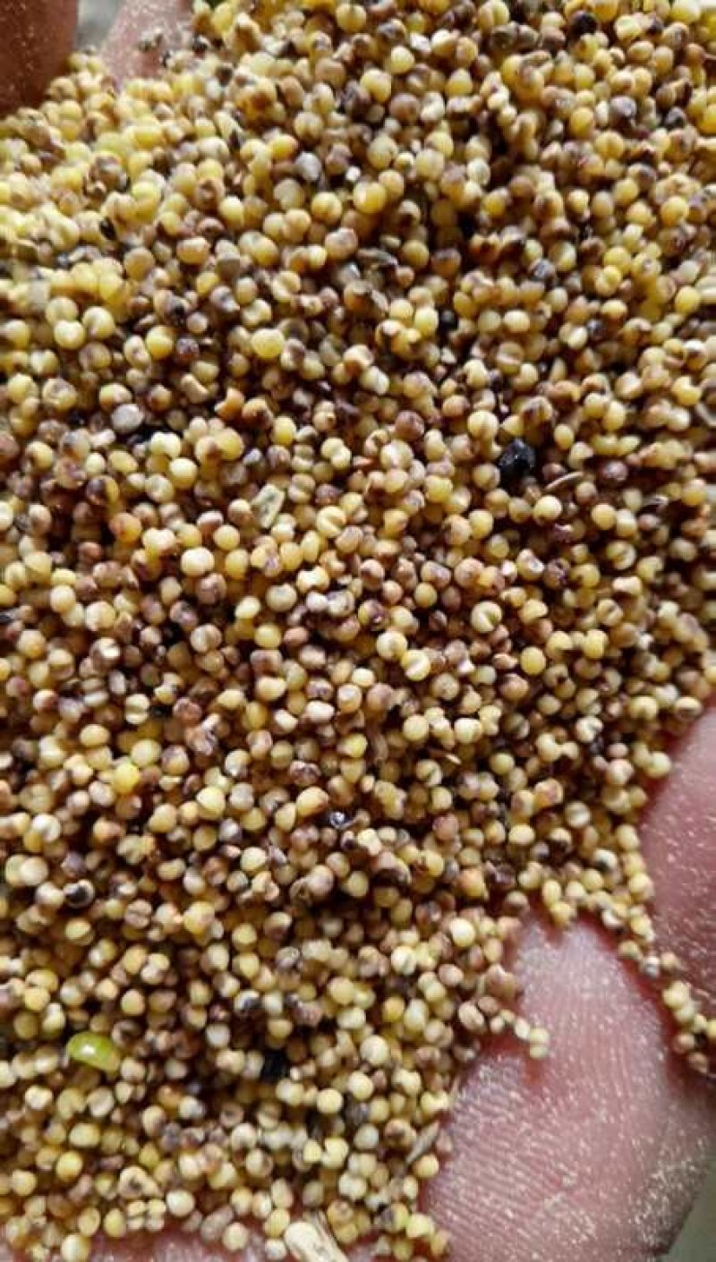 谷子过风过筛净粮，质量等几分明以至润价