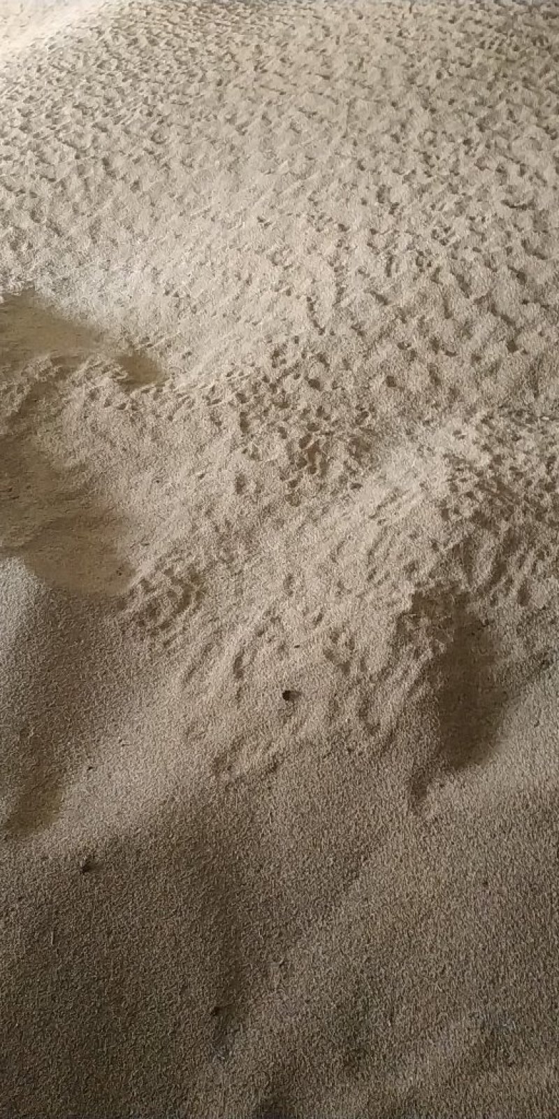 谷子过风过筛净粮，质量等几分明以至润价