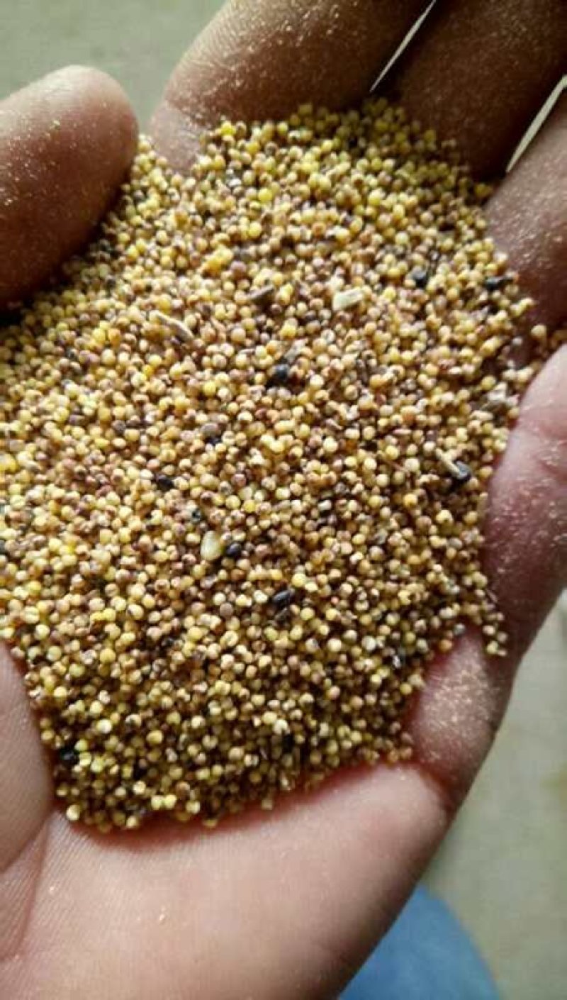 谷子过风过筛净粮，质量等几分明以至润价