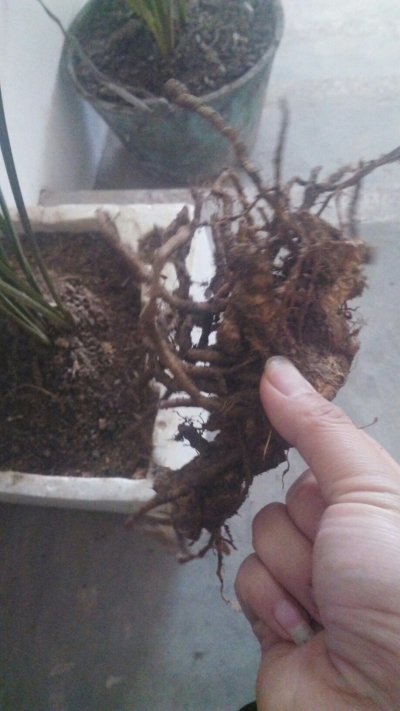 阳荷根阳荷种洋荷姜洋河阳荷茗荷种根种苗