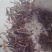 阳荷根阳荷种洋荷姜洋河阳荷茗荷种根种苗