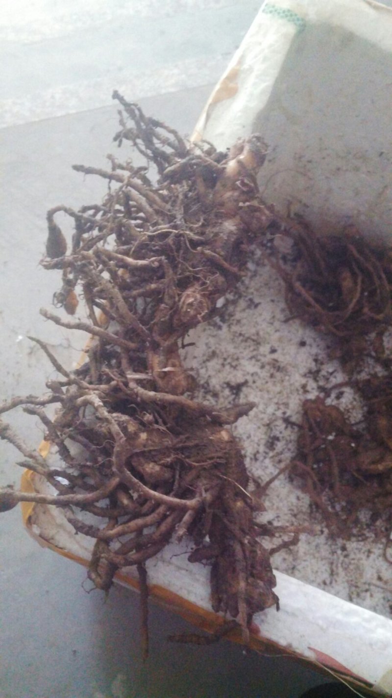 阳荷根阳荷种洋荷姜洋河阳荷茗荷种根种苗