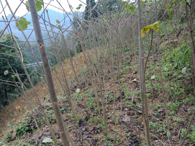 毛叶山桐子种苗