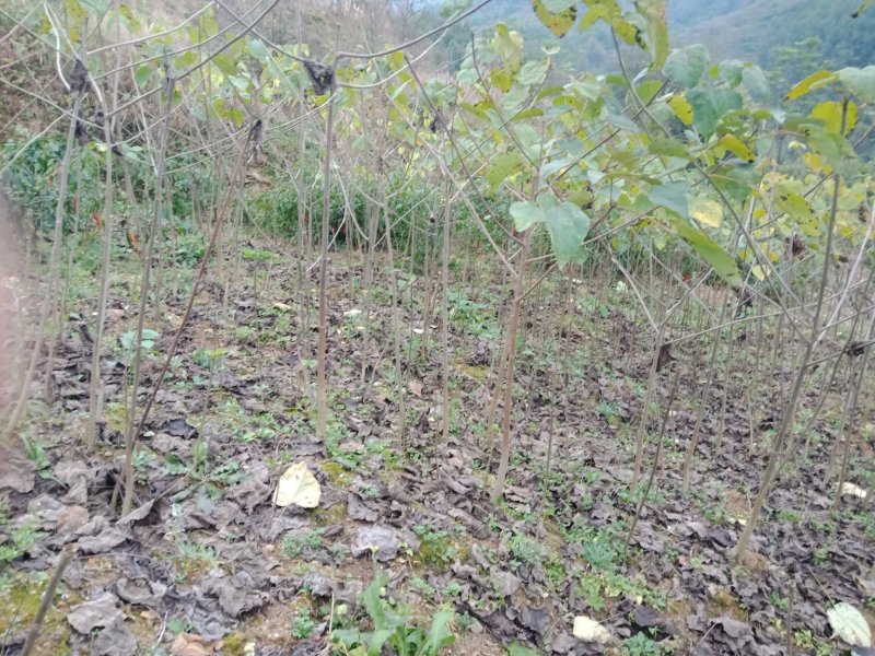 毛叶山桐子种苗