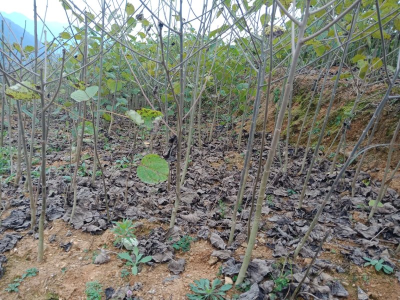 毛叶山桐子种苗
