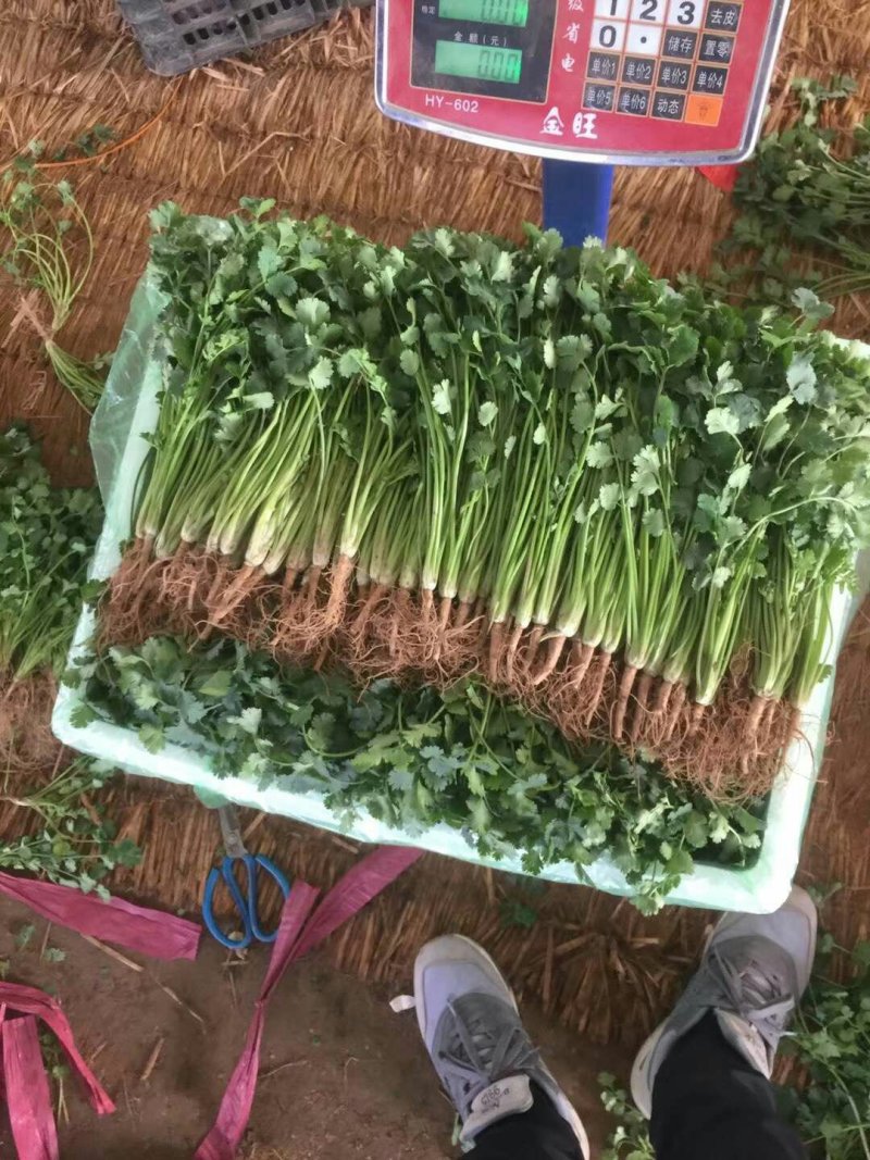 山东惠民大棚香菜基地直供火热销售中！