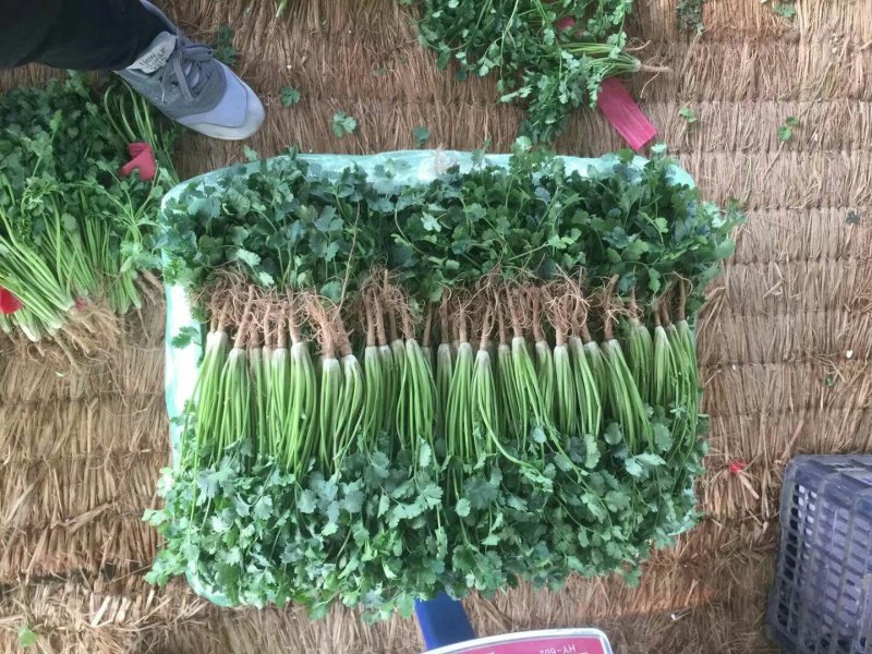 山东惠民大棚香菜基地直供火热销售中！