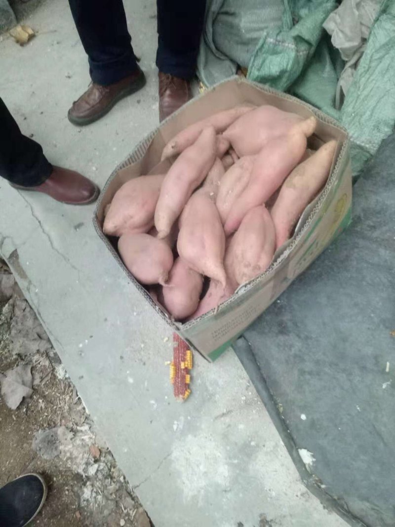 新产地瓜西瓜红己上市，山东邹城市产地直销，