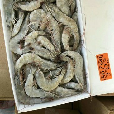 厄尔多虾。规格全