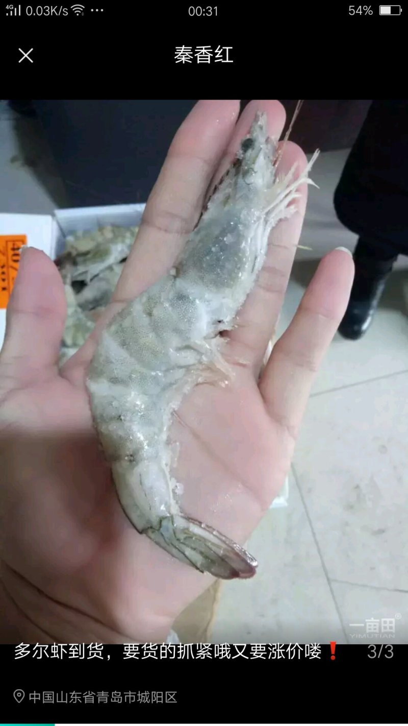 厄尔多虾。规格全
