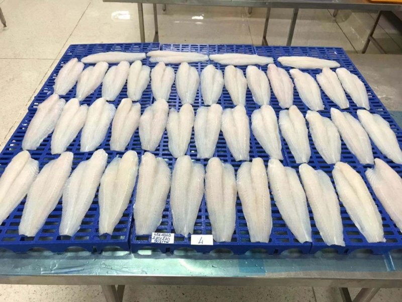 开背巴沙鱼