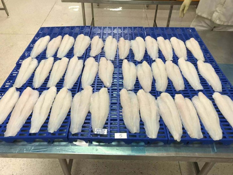 开背巴沙鱼