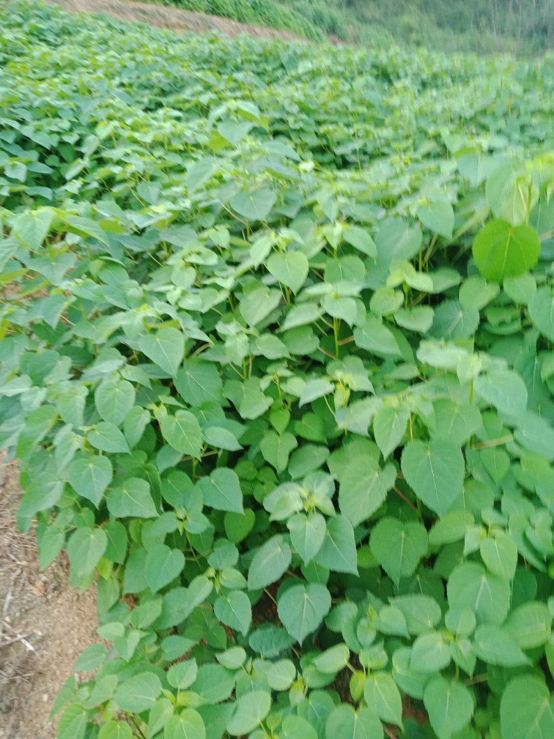 毛叶山桐子