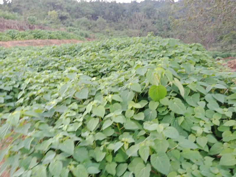 毛叶山桐子