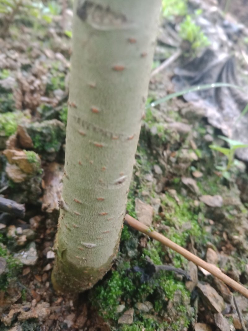 毛叶山桐子