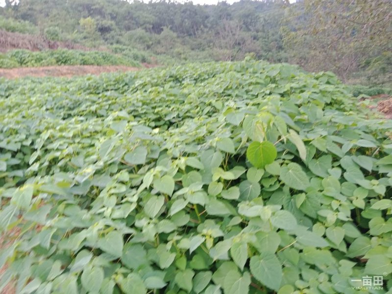 毛叶山桐子