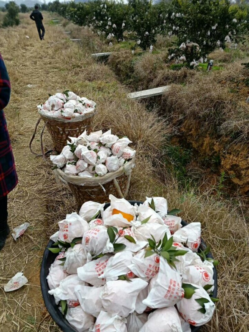 蒲江产地春见耙耙柑高次果，市场货，电商果，大量批发