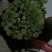 茼蒿30~35cm