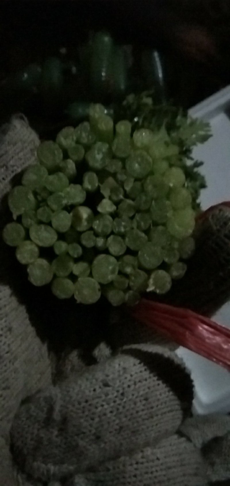 茼蒿30~35cm