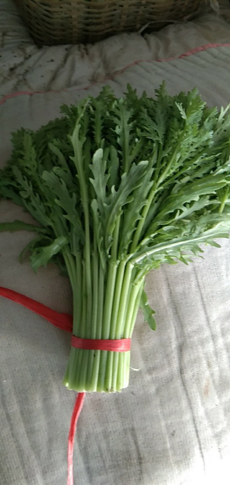 茼蒿30~35cm