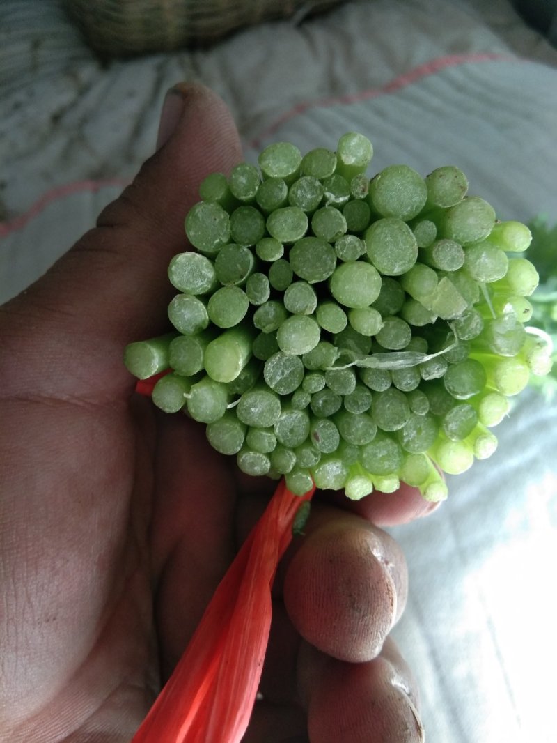 茼蒿30~35cm